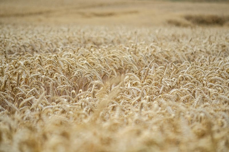 Harvest Timing